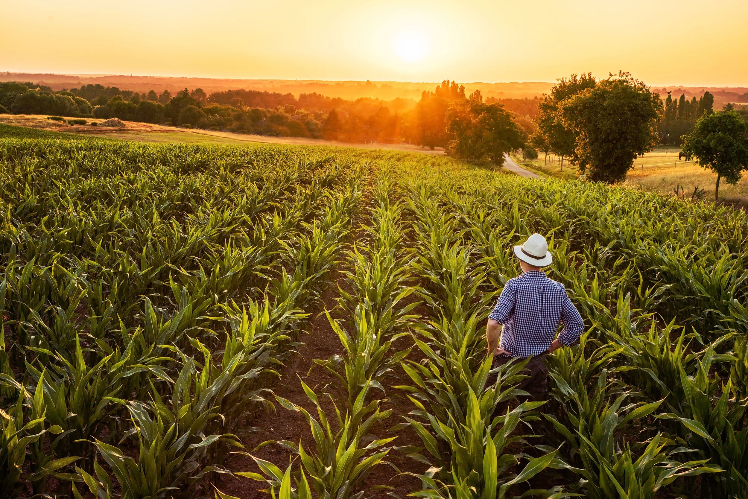Agriculture