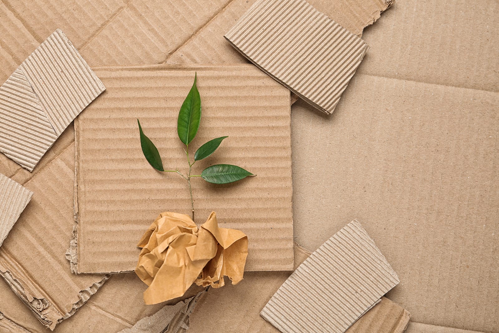 Leaf on corrugated packaging